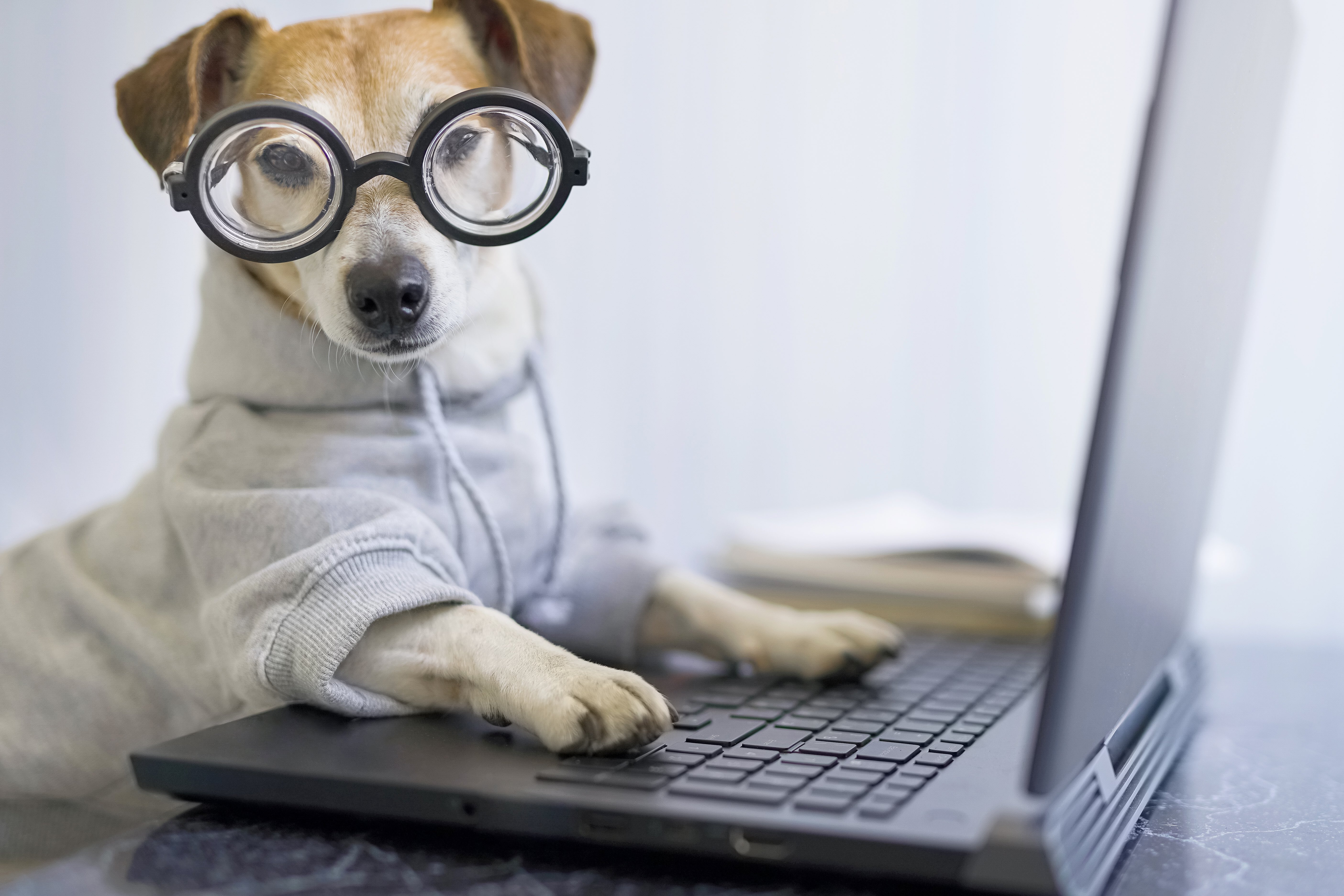 Dog with Glasses on a keyboard